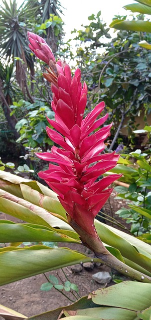Free Flower Red photo and picture