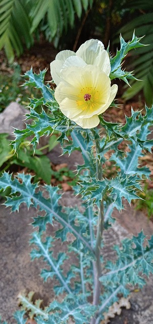 いばら 自然 植物 - Pixabayの無料写真 - Pixabay