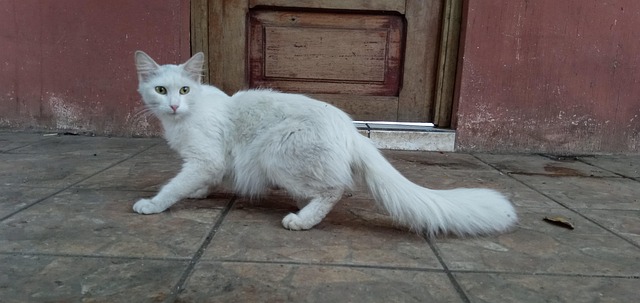 Free Cat White photo and picture