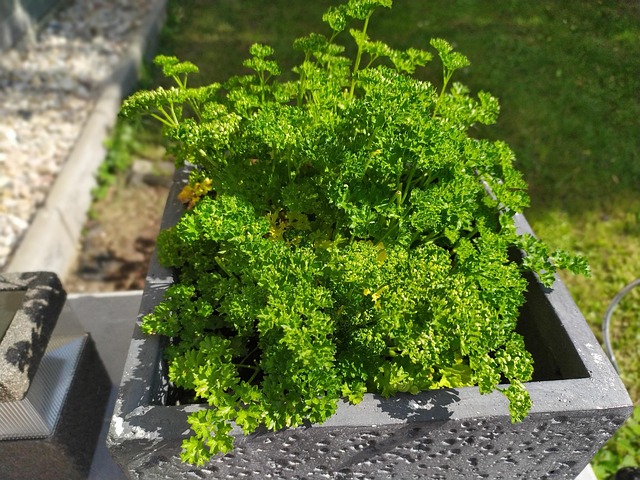 Free Herbs Gardens photo and picture