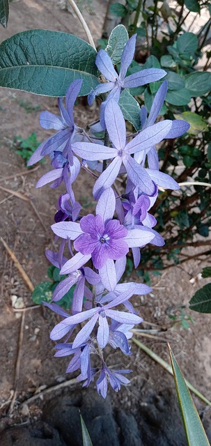 Free Flower Violet photo and picture