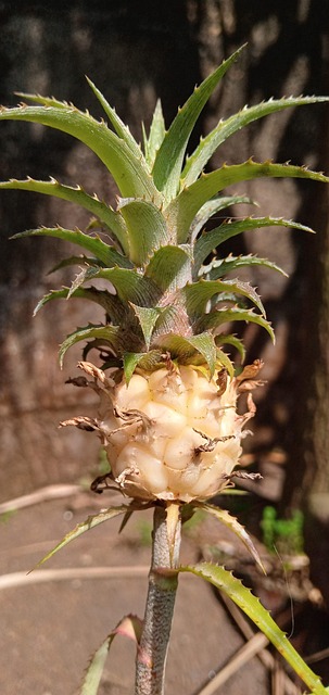 Free Pineapple Flower photo and picture