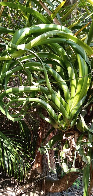 Free Plant Green photo and picture