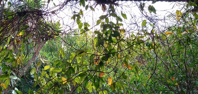 Free Plants Green photo and picture