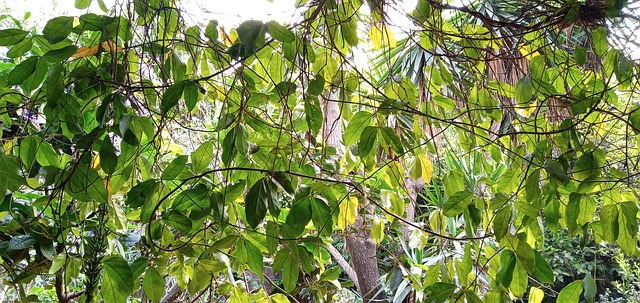 Free Green Nature photo and picture