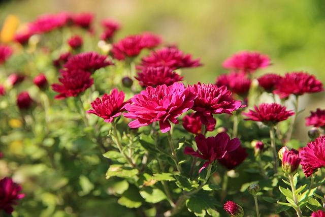 Blomster, Krysantemum, Planter, Have