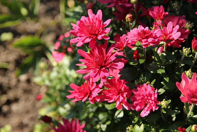 Blomster, Krysantemum, Planter, Have