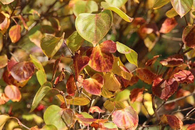 Træ, Lilla, Blade, Løv, Efterår, Plante