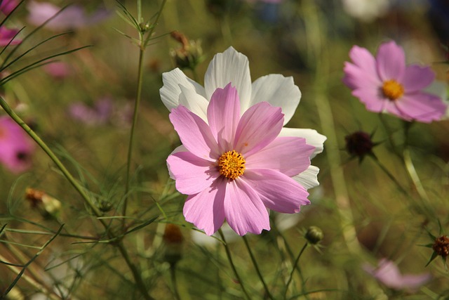 Plads, Cosmeya, Blomster, Fabrik, Cosmea