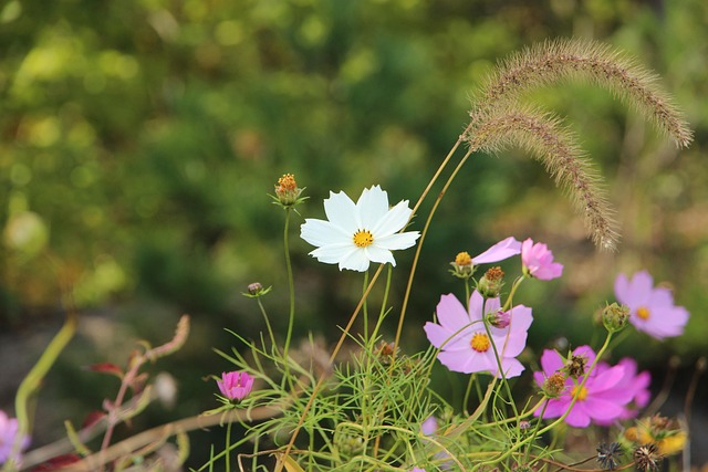 Blomster, Kronblade, Plads, Cosmea