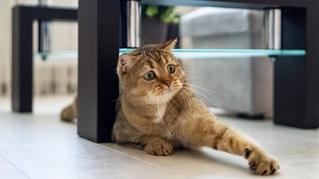 Free Cat Golden Chinchilla photo and picture