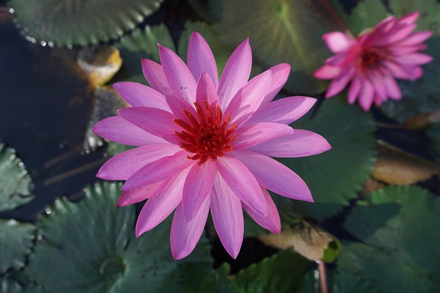 Free Water Lily Bali photo and picture