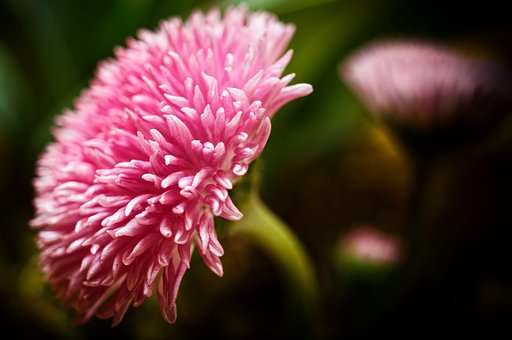 Madeliefje, Bloem, De Lente, Bloesem