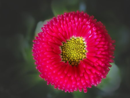 Madeliefje, Bloem, De Lente, Bloesem