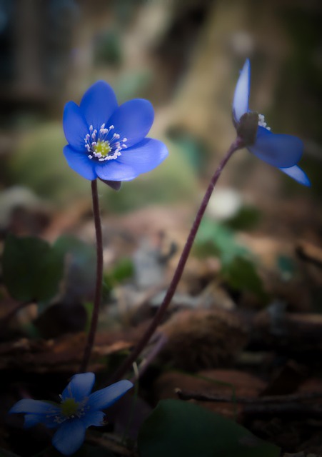 Lever Bloem, Woud, Blauw, Natuur, Donker