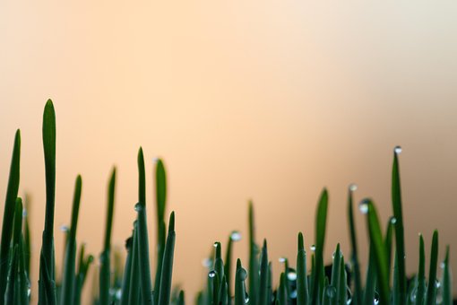 Free Grass Field photo and picture