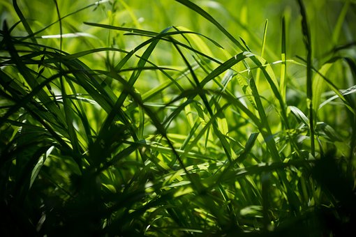 Free Grass Plants photo and picture