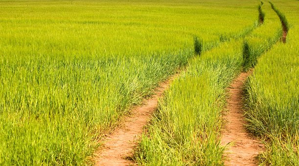 Free Crop Farm photo and picture