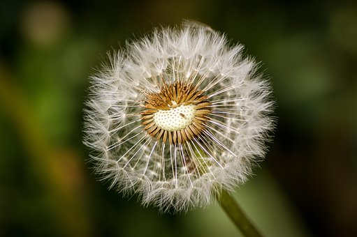 Free Dandelion Plant photo and picture