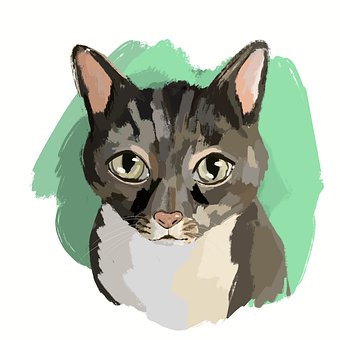 Katze, Porträt, Tier, Haustier