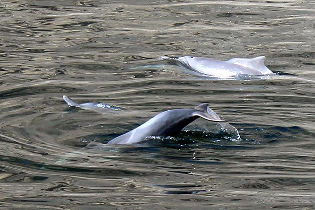 Free Dolphin Sea photo and picture