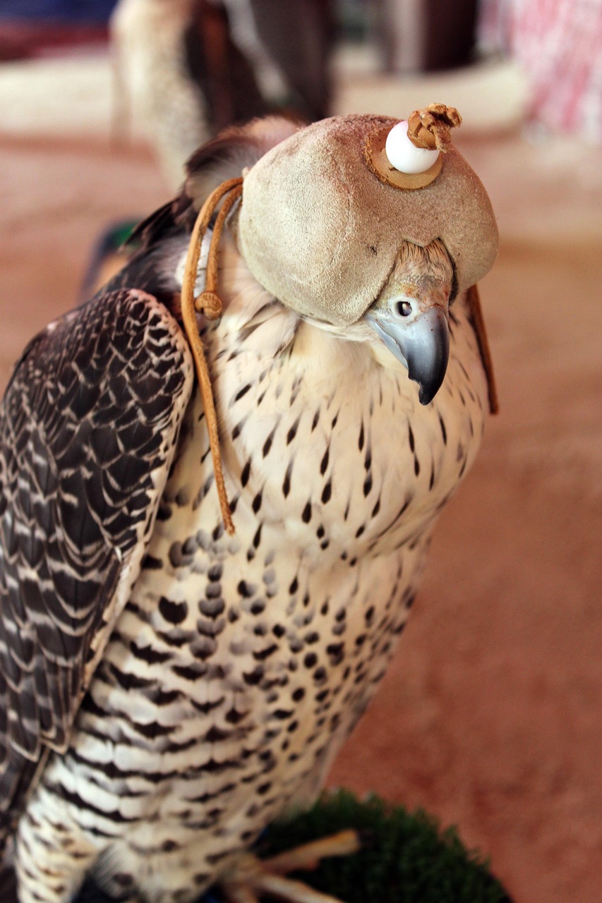 thumbnail image 2 of PRO IRON GEAR Falconry Hoods - Dutch Style - All Sizes Available - New Handmade 2 of 5