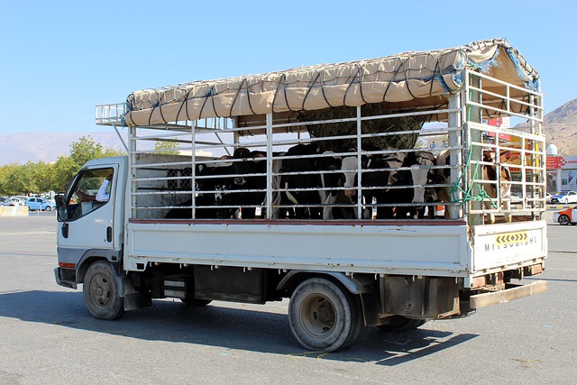 Free Animals Transport photo and picture