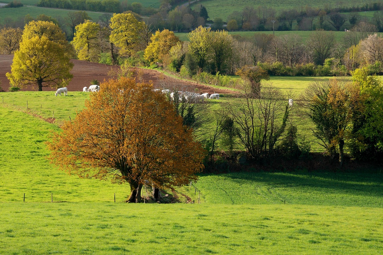Tree Frarm Trees Farm Ranch - Free photo on Pixabay