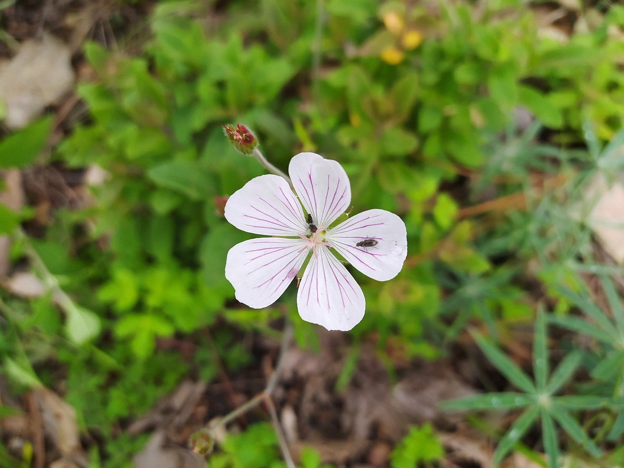 Flower Spring Botanic - Free photo on Pixabay - Pixabay