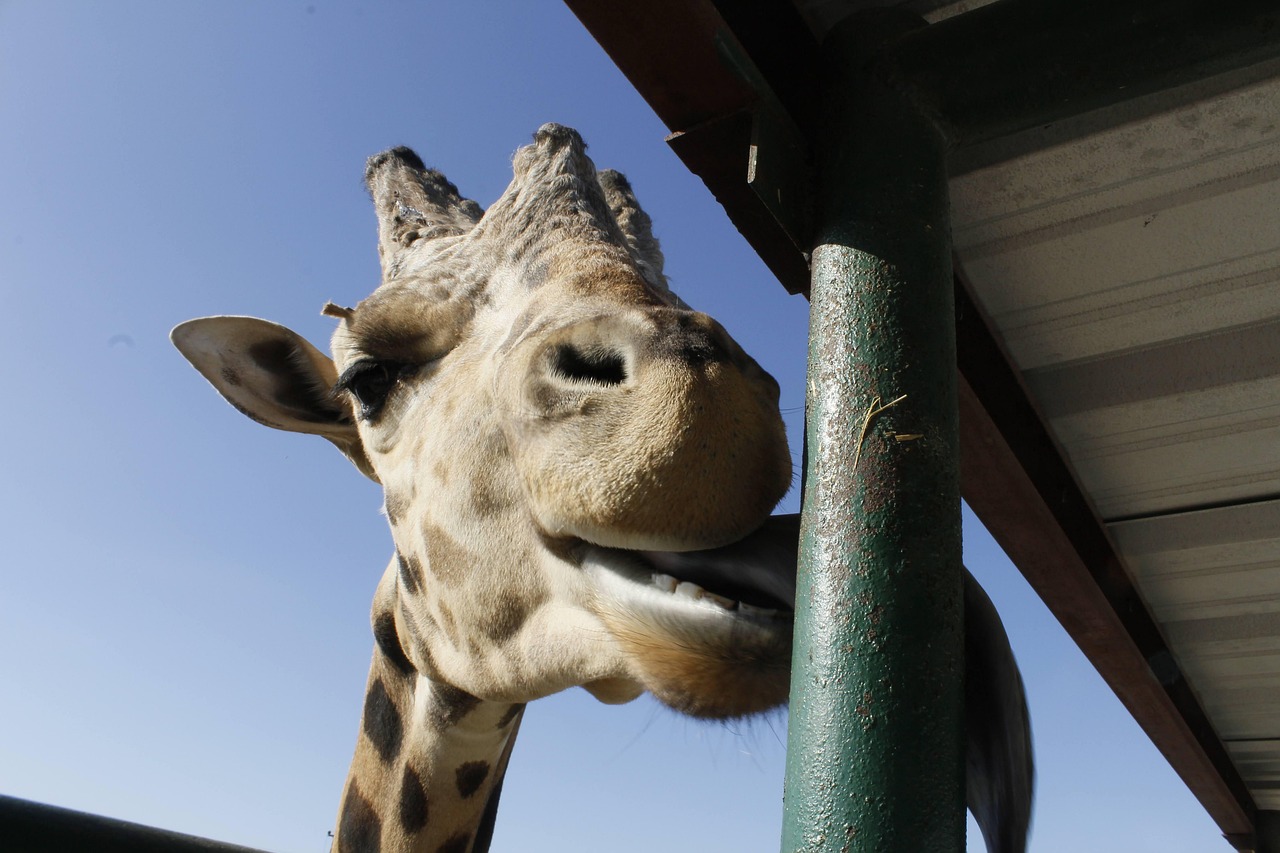 Giraff Roligt Djur Rolig - Gratis foto på Pixabay