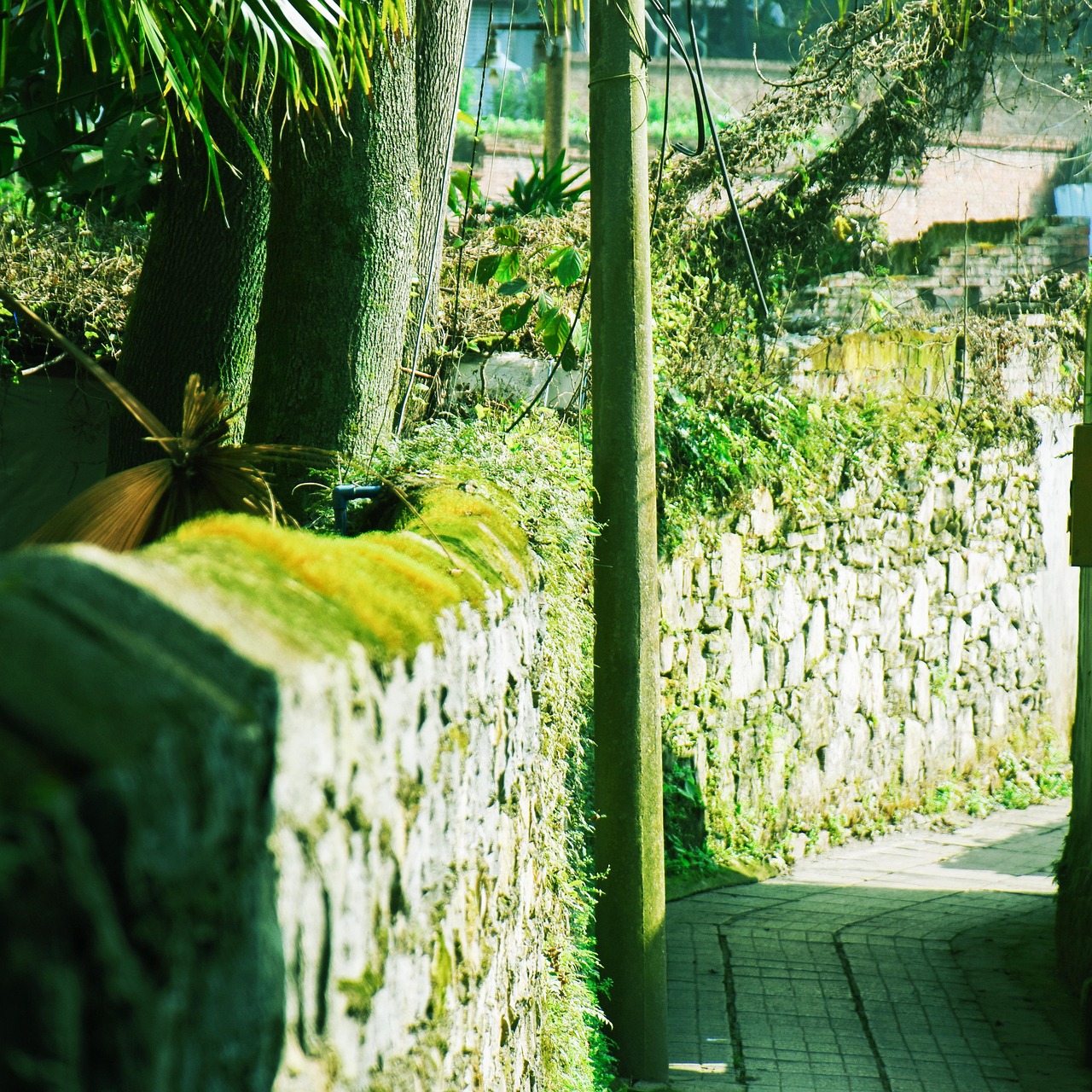 Path wall tree telephone free photo on pixabay pixabay