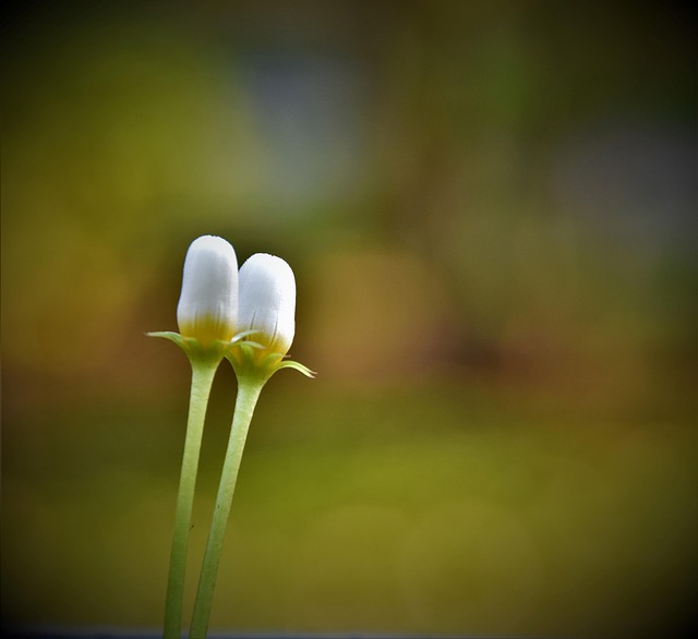 Free Flowers Beautiful Flowers photo and picture