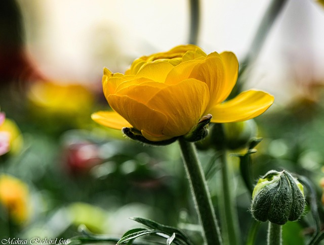 Free Flower Spring photo and picture