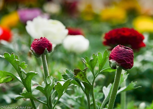 Free Flower Spring photo and picture