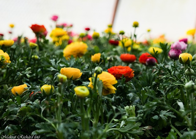 Free Flower Spring photo and picture