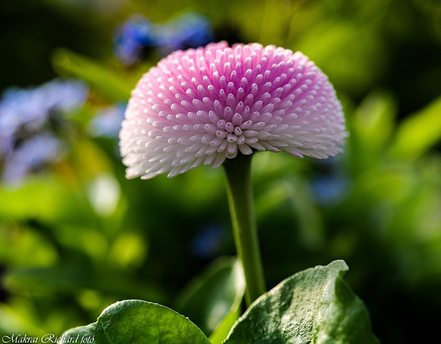 Free Flower Spring photo and picture