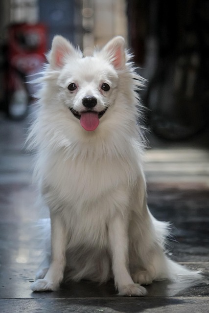 Free Dog Cute photo and picture
