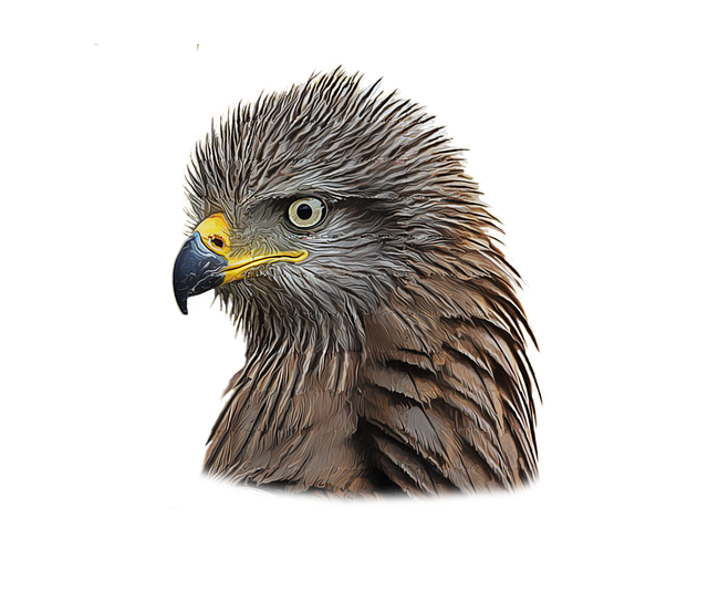 Free Eagle Bird illustration and picture