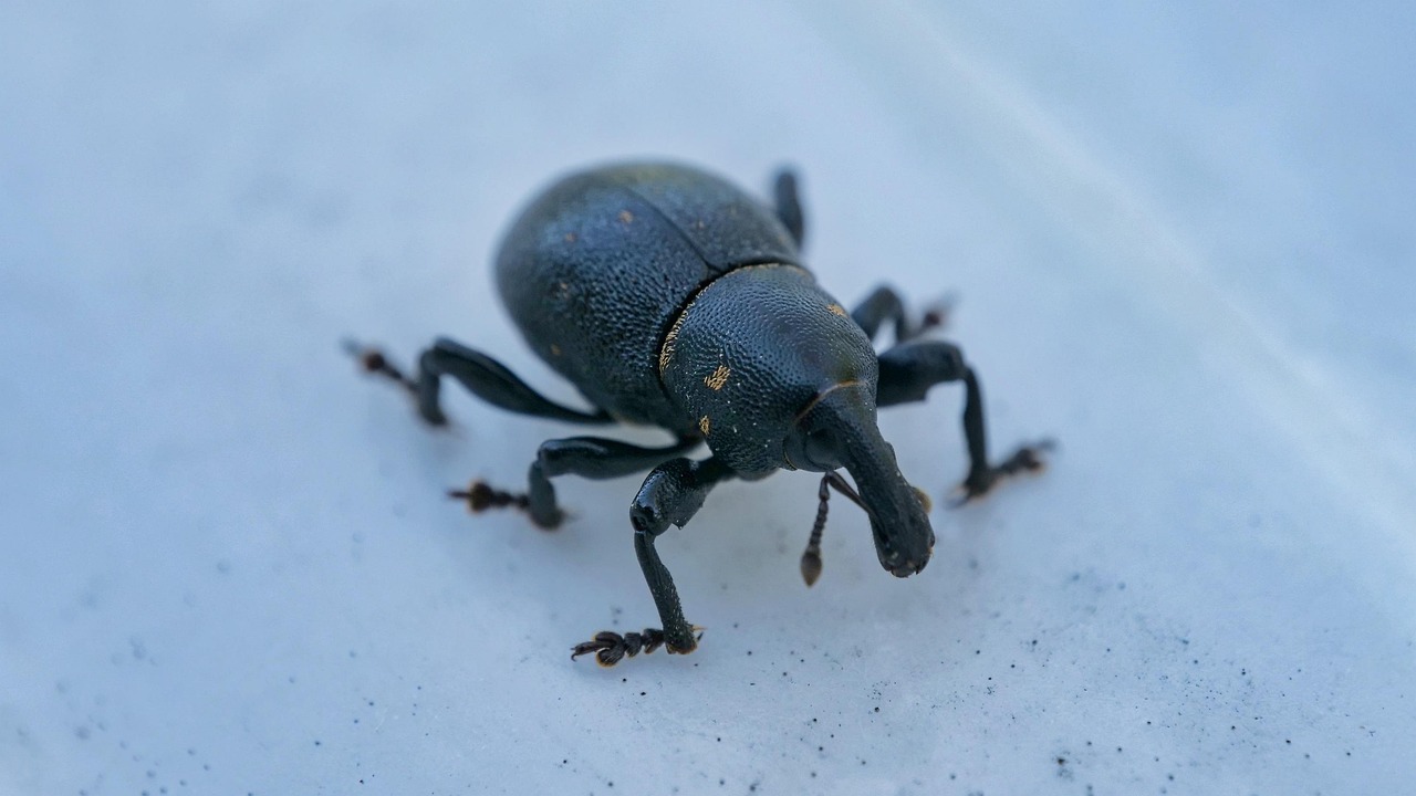 Weabel Insect Weevil Insect Crowned - Free photo on Pixabay - Pixabay
