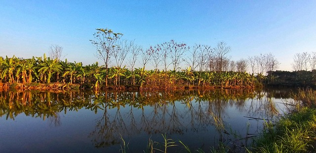 Free Field Plant photo and picture