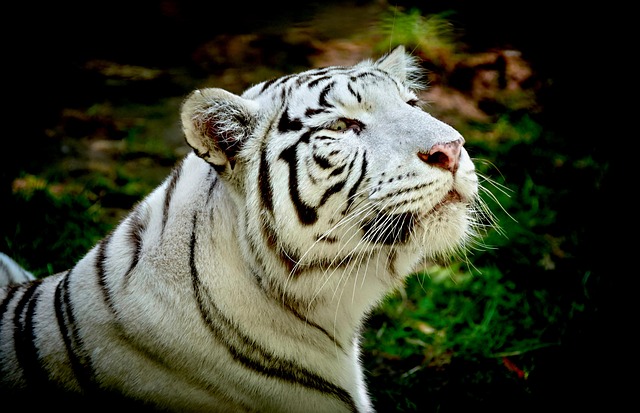 Free White Tiger Animal photo and picture