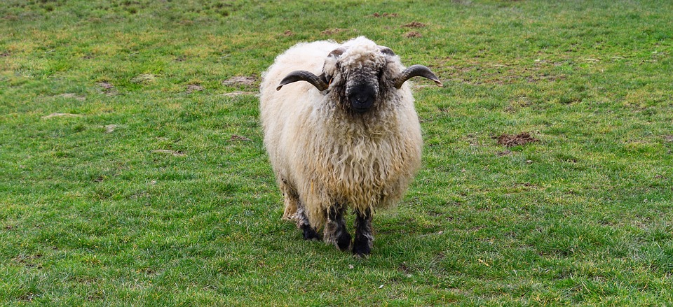 Moutons Des Animaux L Elevage Photo Gratuite Sur Pixabay