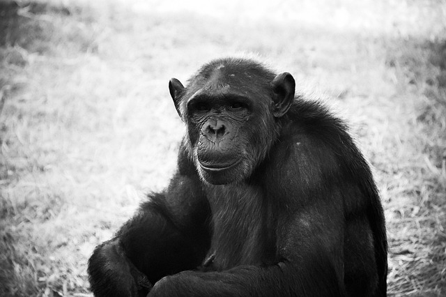 Free Chimpanzee Monkey photo and picture