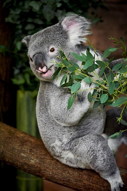 Free Koala Animal photo and picture