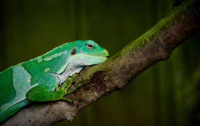 Free Lizard Animal photo and picture