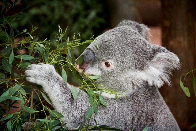 Free Koala Animal photo and picture