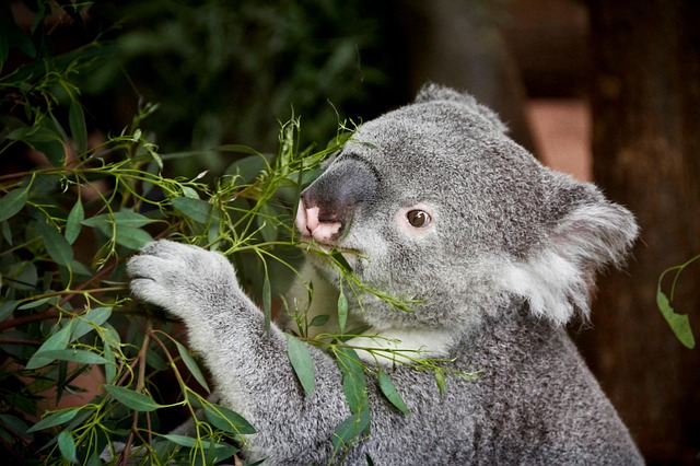 Free Koala Animal photo and picture