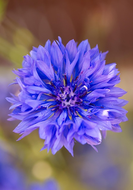 Free Cornflower Flower photo and picture