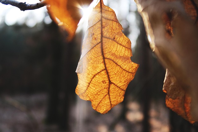 Free Leaf Light photo and picture