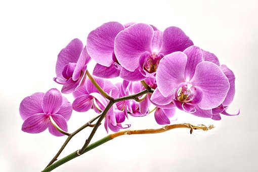 Free Flower Purple photo and picture